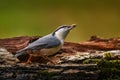 Nuthatch in the nature habitat. Eurasian Nuthatch, Sitta europaea, beautiful yellow and blue-grey songbird sitting on the tree Royalty Free Stock Photo