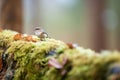 nuthatch near tree trunk fungi