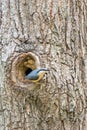 Nuthatch at nest in tree