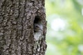 Nuthatch nestling peeking out of the oak hollow. Forest bird Sitta europaea or Eurasian nuthatch or Wood nuthatch on the nest