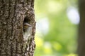 Nuthatch nestling waits for feeding in oak hollow. Forest bird Sitta europaea or Eurasian nuthatch or Wood nuthatch on the nest