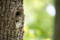 Nuthatch nestling waits for feeding in oak hollow. Forest bird Sitta europaea or Eurasian nuthatch or Wood nuthatch on the nest