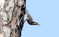 Nuthatch