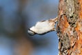 Nuthatch pecks pine-tree in spring