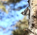 Nuthatch Royalty Free Stock Photo