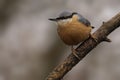Nuthatch perched on a branch with a blurred background. Royalty Free Stock Photo