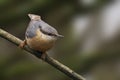 Nuthatch perched on a branch. Royalty Free Stock Photo