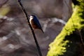 Nuthatch perched on a branch in a forest with a blurred background Royalty Free Stock Photo