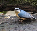Nuthatch perched on a log beneath a tree branch Royalty Free Stock Photo