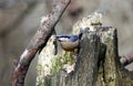 A nuthatch perched on an old log