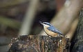 A nuthatch perched on an old log