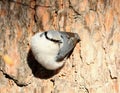 Nuthatch Royalty Free Stock Photo