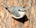 Nuthatch Royalty Free Stock Photo