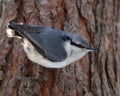 Nuthatch Royalty Free Stock Photo