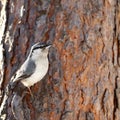 Nuthatch Royalty Free Stock Photo