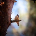 Nuthatch perched on a tree branch against a blurred forest background Royalty Free Stock Photo