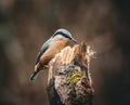 Nuthatch perched on a tree log in a park Royalty Free Stock Photo