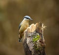 Nuthatch perched on a tree log in a park Royalty Free Stock Photo