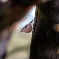Nuthatch perched on a tree trunk in a forest, captured in natural light with a blurred background. Royalty Free Stock Photo
