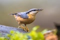 Nuthatch perched on tree trunk in forest Royalty Free Stock Photo