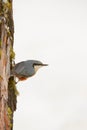 Nuthatch perched on a tree trunk in winter Royalty Free Stock Photo