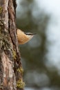 nuthatch perched on a tree trunk in winter Royalty Free Stock Photo