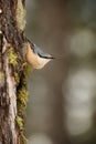 nuthatch perched on a tree trunk in winter Royalty Free Stock Photo