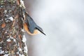 Nuthatch perched on a tree trunk in winter Royalty Free Stock Photo