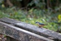 Nuthatch perched on a wooden bench ready to eat some seed Royalty Free Stock Photo