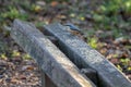 Nuthatch perched on a wooden bench ready to eat some seed Royalty Free Stock Photo
