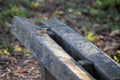 Nuthatch perched on a wooden bench ready to eat some seed Royalty Free Stock Photo