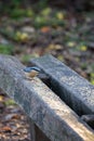 Nuthatch perched on a wooden bench ready to eat some seed Royalty Free Stock Photo