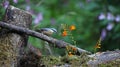 Nuthatch perched in the woods feeding Royalty Free Stock Photo