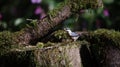 Nuthatch perched in the woods feeding Royalty Free Stock Photo