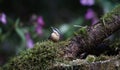 Nuthatch perched in the woods feeding Royalty Free Stock Photo