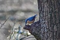 A nuthatch perches by a branch of a tree in a nature reserve