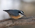 Nuthatch Red-breasted Bird Stock Photos. Nuthatch Red-breasted Nuthatch bird perched with bokeh background