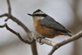 Nuthatch Red-breasted Bird Stock Photos. Nuthatch Red-breasted Nuthatch bird perched with bokeh background