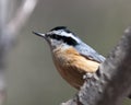 Nuthatch Red-breasted Bird Stock Photos. Nuthatch Red-breasted Nuthatch bird perched with bokeh background