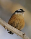 Nuthatch Red-breasted Bird Stock Photos. Nuthatch Red-breasted Nuthatch bird perched with bokeh background