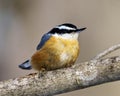 Nuthatch Red-breasted Photo and Image. Perched on a branch with blur background in its environment and habitat surrounding