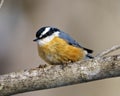 Nuthatch Red-breasted Photo and Image. Perched on a branch with blur background in its environment and habitat surrounding