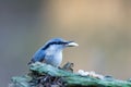 Nuthatch's Nut