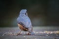 Nuthatch shooted from behind