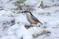 The nuthatch sits on snow Royalty Free Stock Photo