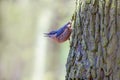 nuthatch sits on a tree trunk and looks for food Royalty Free Stock Photo