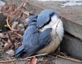 Nuthatch (Sitta europaea) Royalty Free Stock Photo