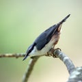 Nuthatch (Sitta europaea) Royalty Free Stock Photo