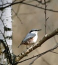 Nuthatch ( Sitta europaea )