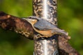 Nuthatch (Sitta europaea)